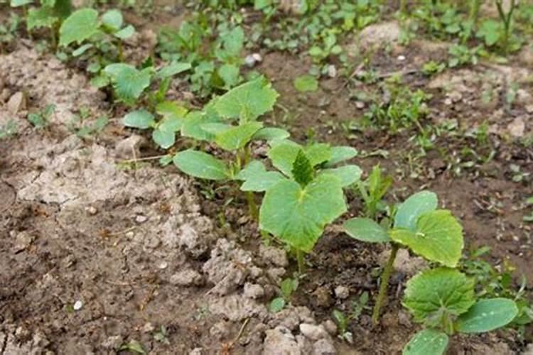 黄瓜苗雨前还是雨后移栽