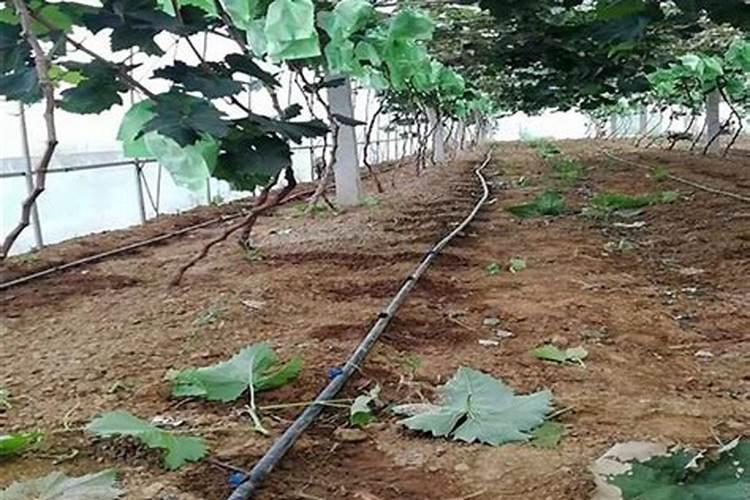 滴灌怎样用高磷肥料施肥呢？