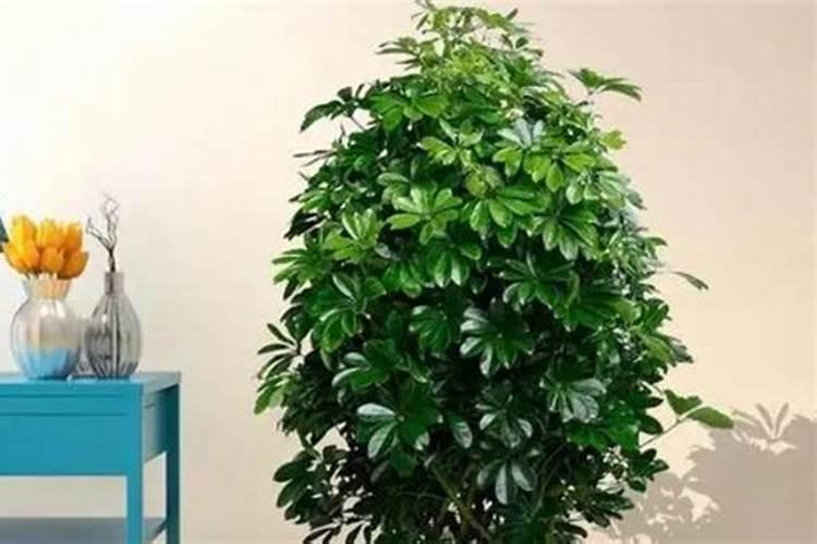 八方来财需要用什么肥料