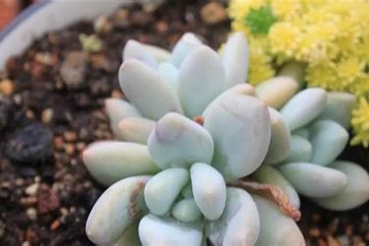 多肉植物需要什么肥料