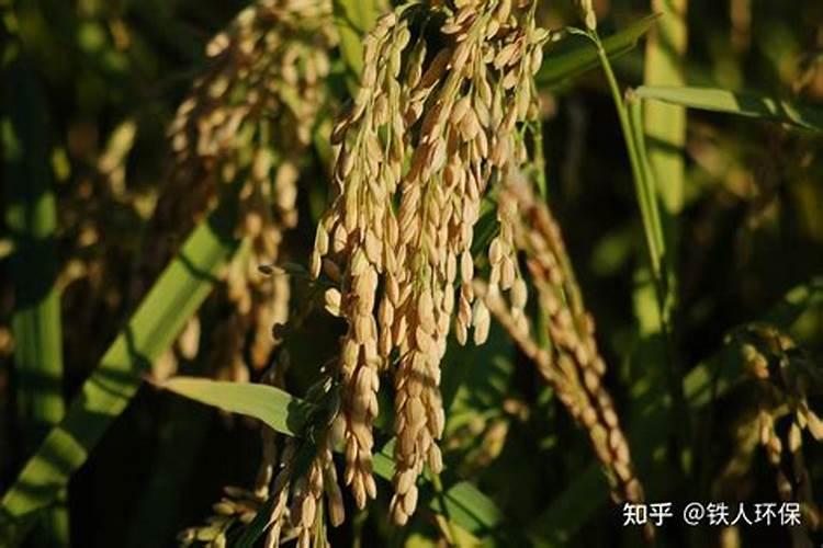 水稻分蘖期喷什么叶面肥好