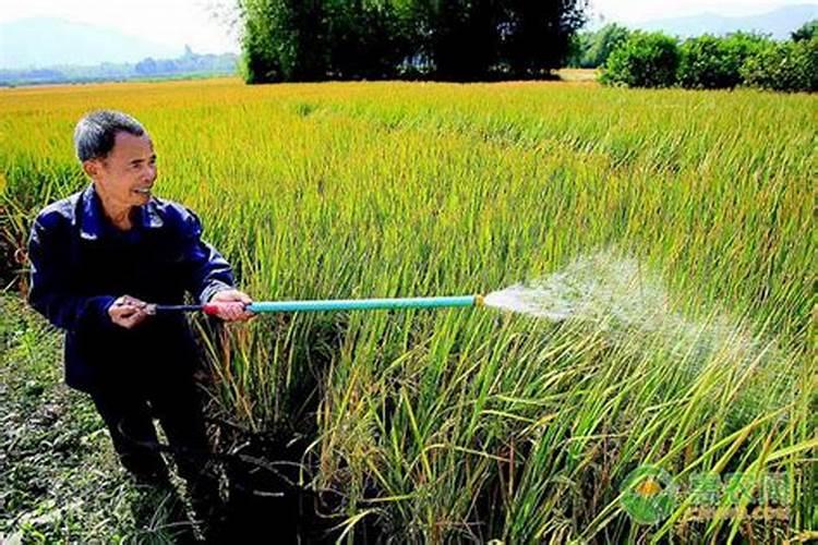 水稻叶面肥哪种好 如何正确喷施