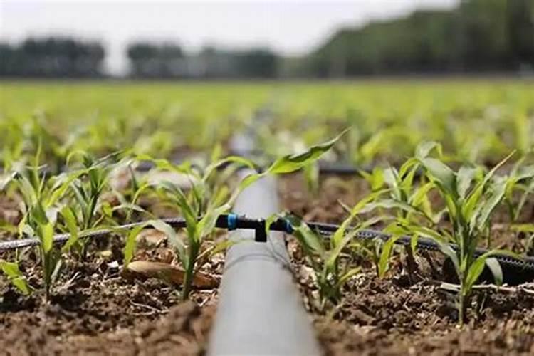 水溶肥≠冲施肥!千万别再搞混了!