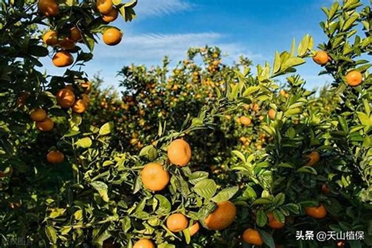 橘子叶面肥好还是调节剂好一点？