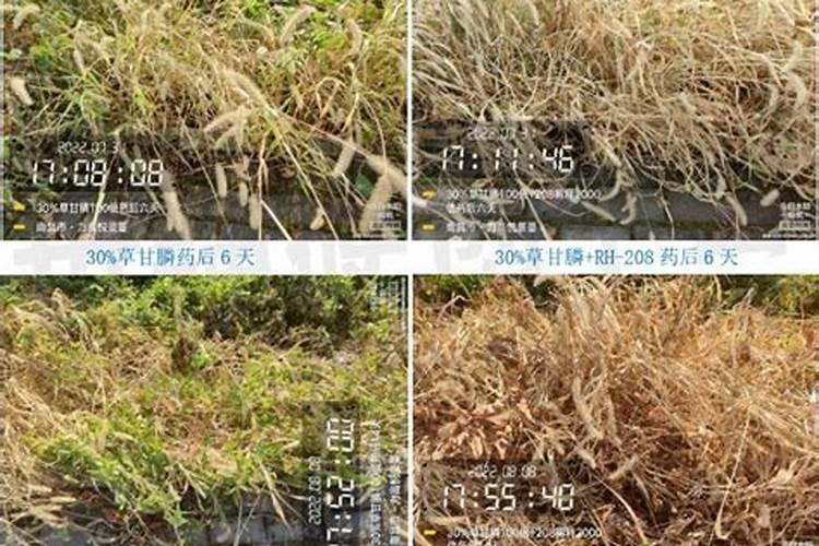 农用增效剂和有机硅有区别吗