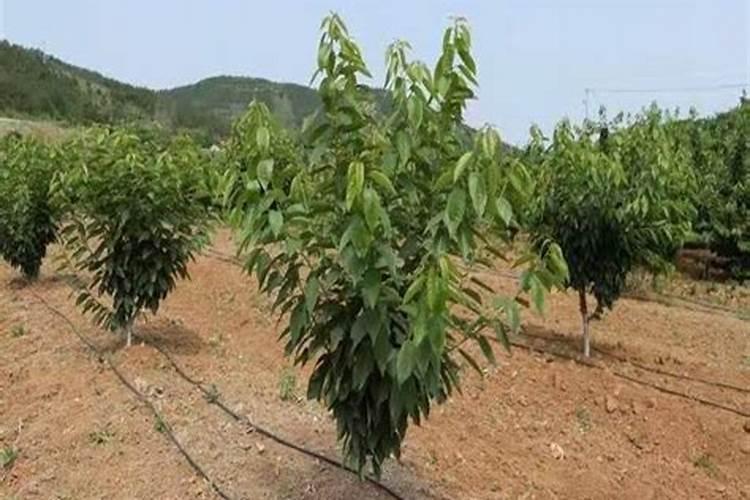 樱桃喷肥,樱桃喷肥好处有哪些呢？