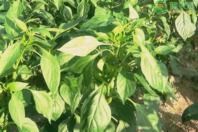 水果辣椒缺肥了怎么补救