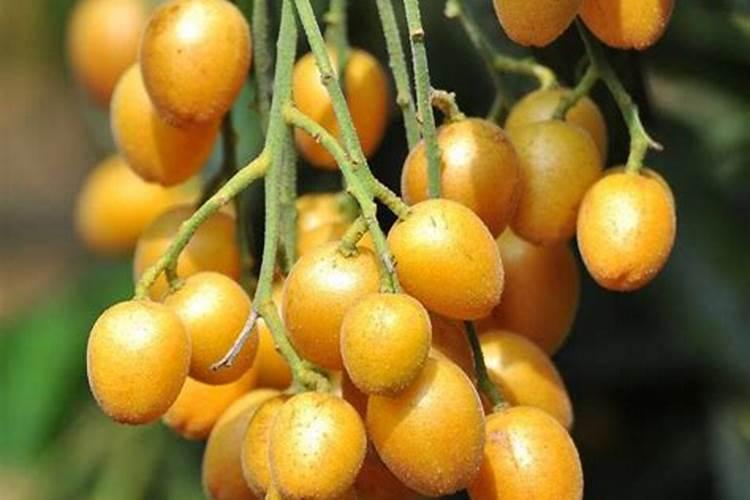 黄皮果下什么钾肥好用？