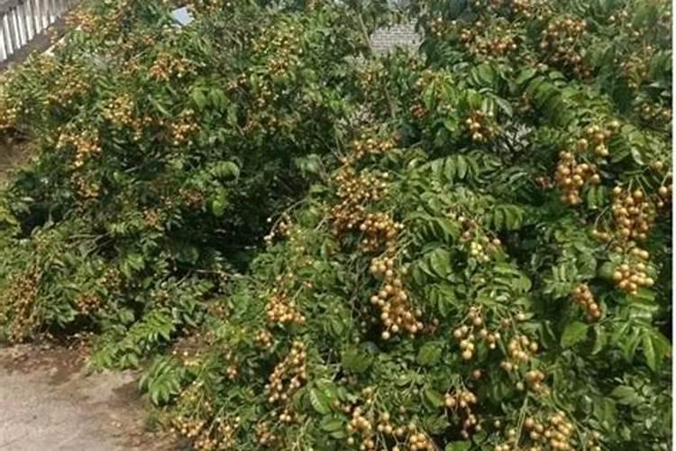 黄皮果树施什么肥