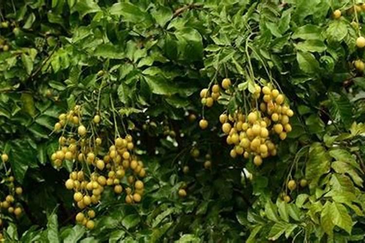 黄皮树怎样施肥才果核小一点