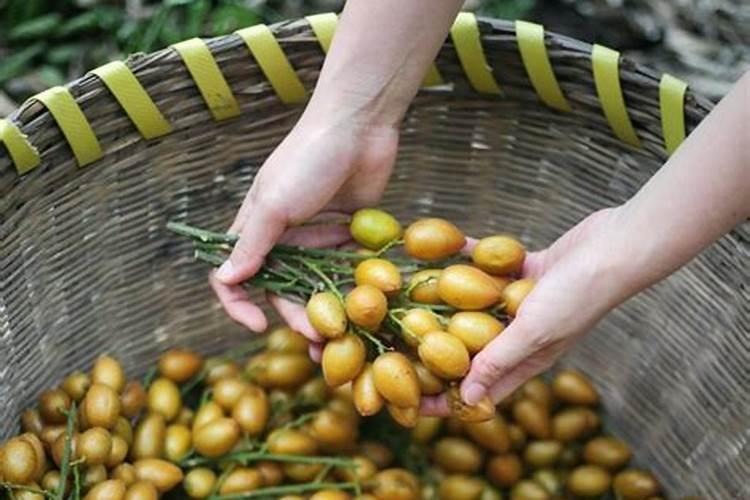 黄皮果丰产秘诀