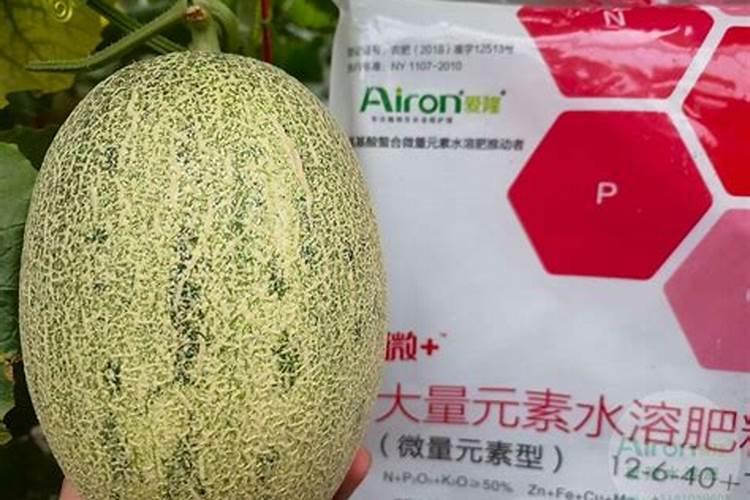 甜瓜水溶肥使用技术与管理