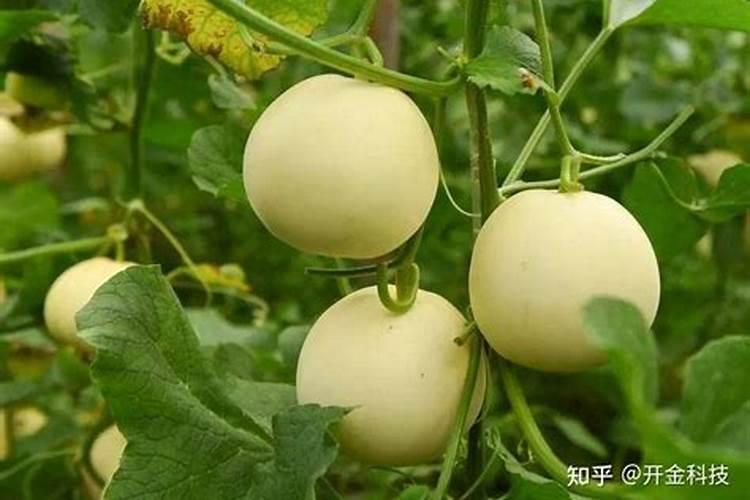 甜瓜增产、增甜的具体施肥方案!技术老师分享!