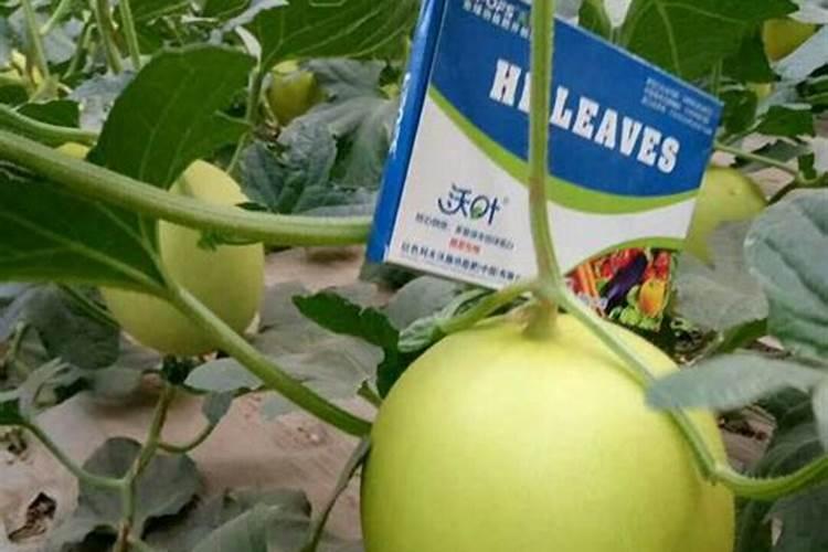 种植甜瓜用什么肥料好？甜瓜用什么水溶肥好？甜瓜叶面肥用昆仑风