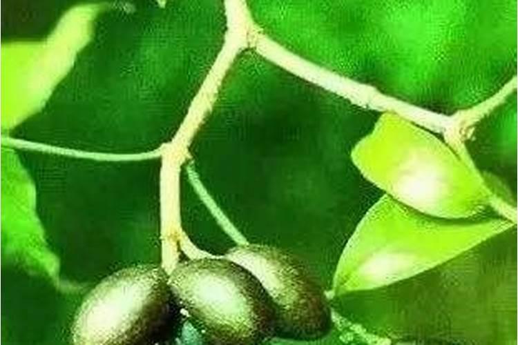 为什么说“氮”长叶子”磷“长果,“钾肥”不足长柴火!