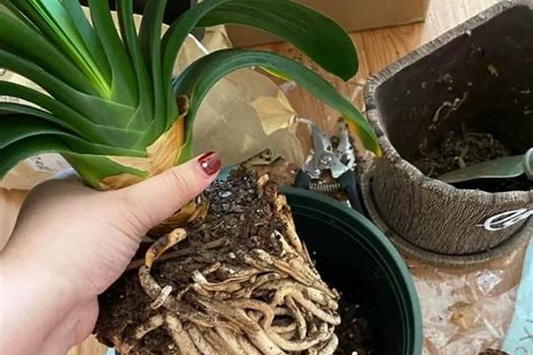 什么肥料能促进枝条生长？