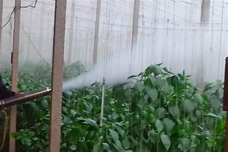 玉米加芸苔素几次发酵好？