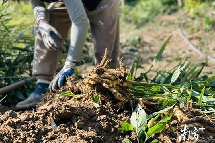 小黄姜施什么化肥生得快？