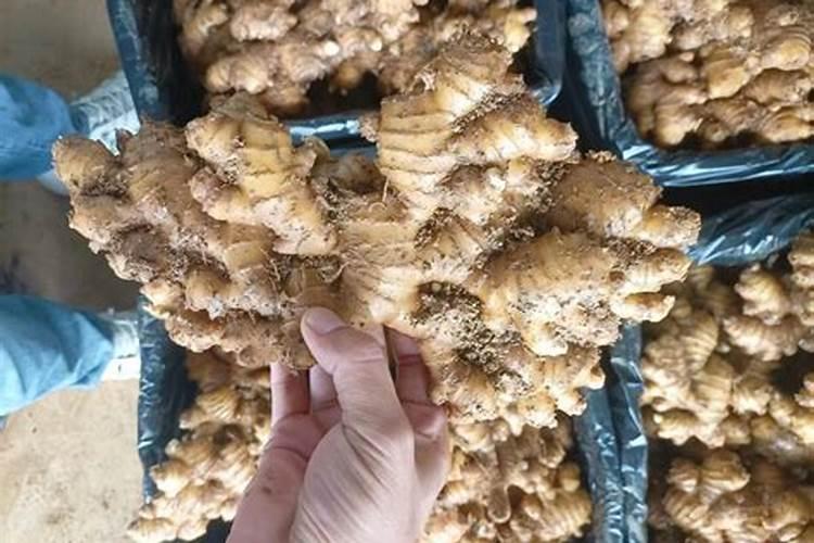 小黄姜哪里产的最好最正宗