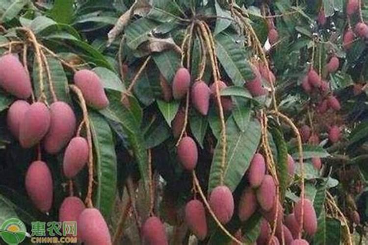 芒果只开花不结果施什么肥好