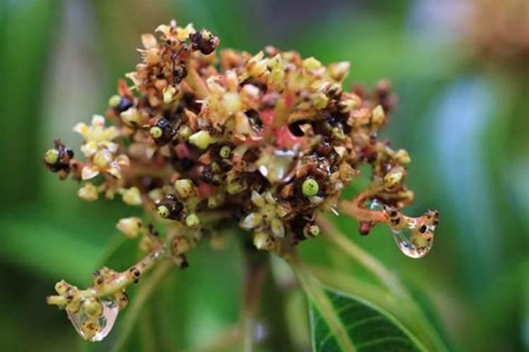 芒果开花期如何管理授粉