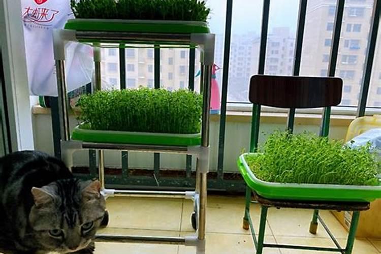 水培芽苗菜水溶肥用什么代替？