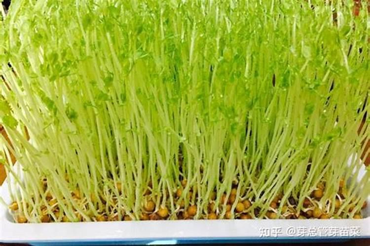 芽苗菜生长中途出什么问题了