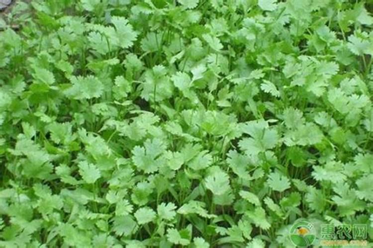 十月份可以种什么菜