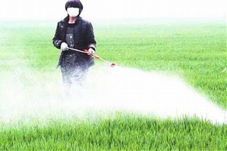 尿素当叶面肥使用方法