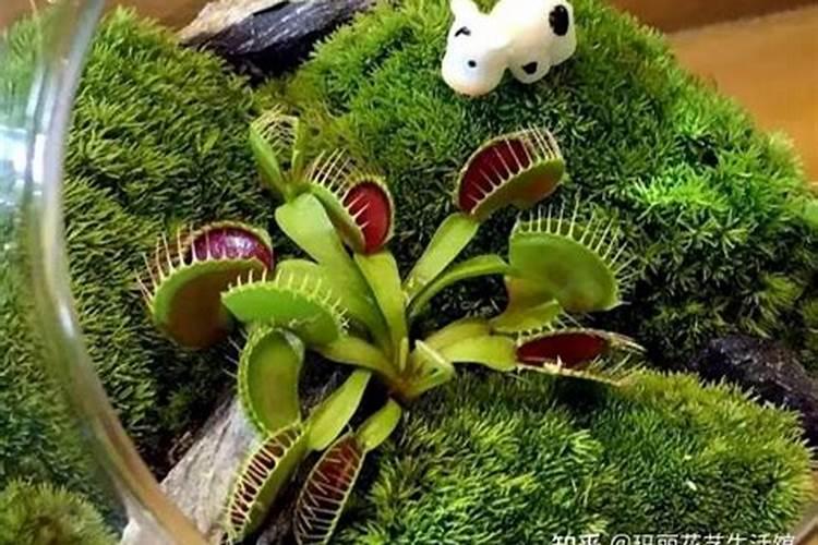 捕蝇草可以用花宝叶面肥吗怎么用？