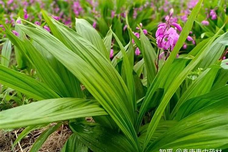 白芨种植技术方法白芨种植条件有哪些