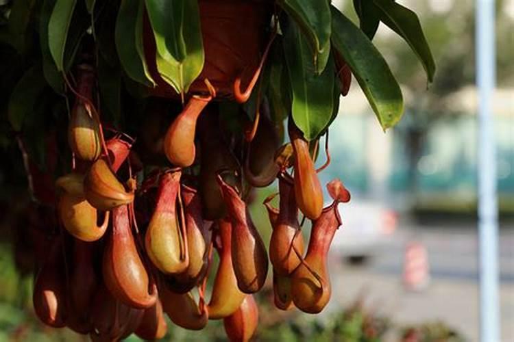 这是什么植物？