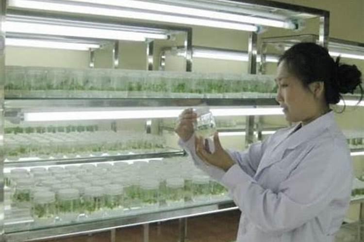 组织培养的步骤