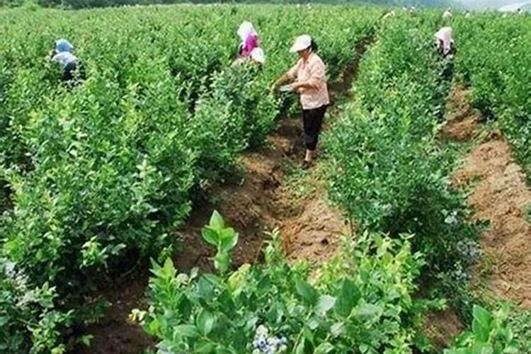 蓝莓园一亩地平衡水溶肥用量怎么掌握