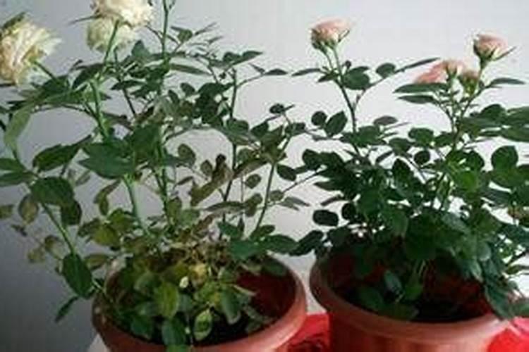 氮磷钾肥搭配秘籍:这样施肥,作物产量翻倍