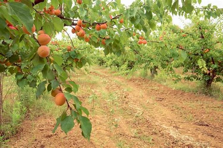 杏树为什么只开花不结果,4种方法让杏树果实产量翻倍