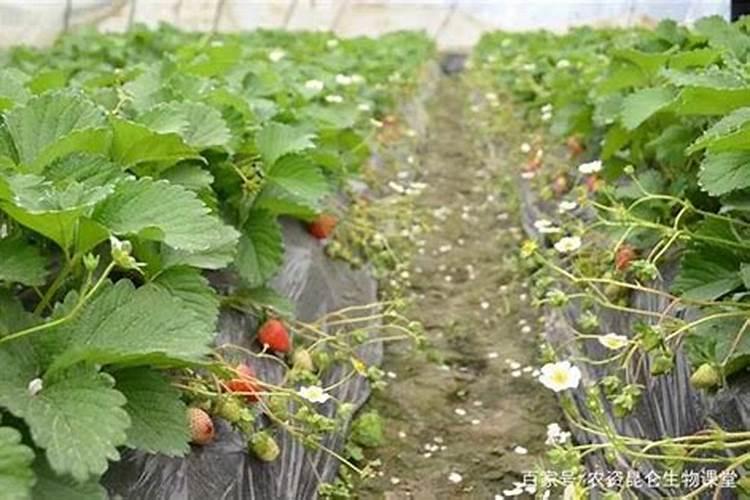草莓甜度不够用什么肥料可以改善