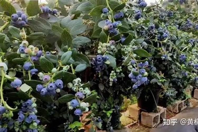 蓝莓种植时间和方法