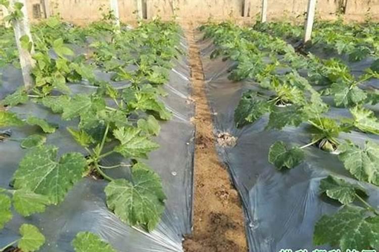 西葫芦缺氮肥有什么症状怎么判断