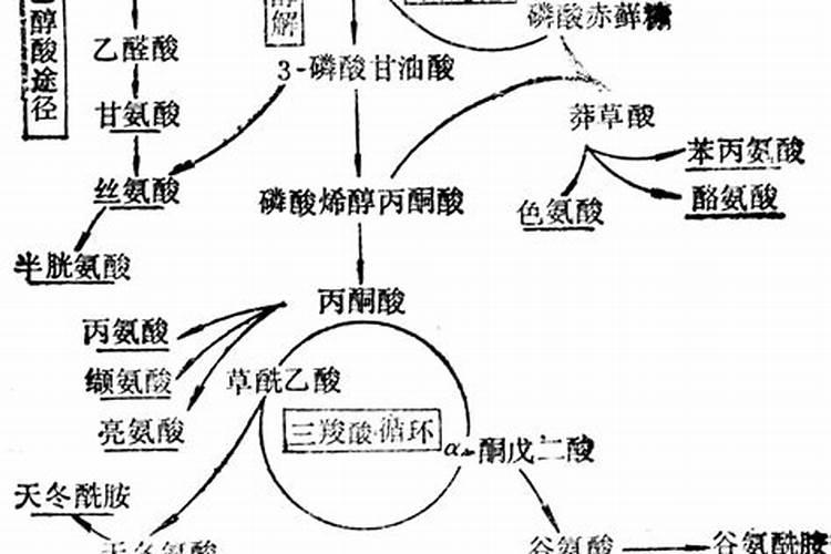 植物体内怎样合成氨基酸？