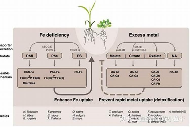 根系吸收的氮有哪些作用？