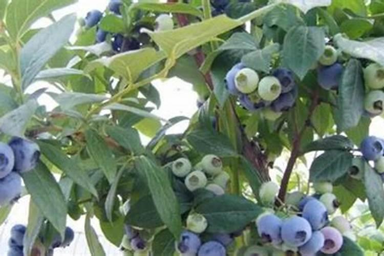 蓝莓施肥的最佳时间是什么时候