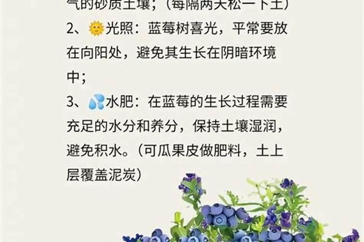 蓝莓施肥时间及方法