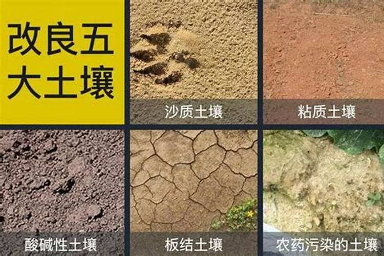 冲施肥料后土壤变绿怎么回事儿？