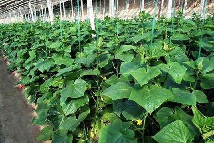 黄瓜连续阴雨天一个月能冲肥料吗