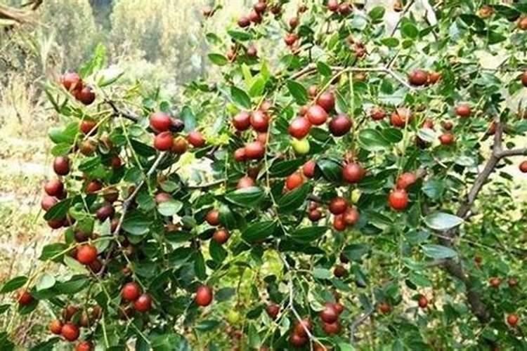 糖醇钙对酸枣树好嘛