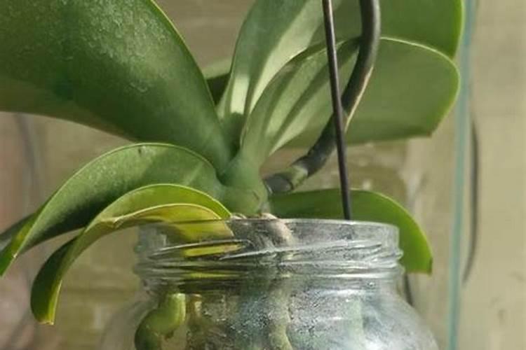 蝴蝶兰花怎样浇水施肥？