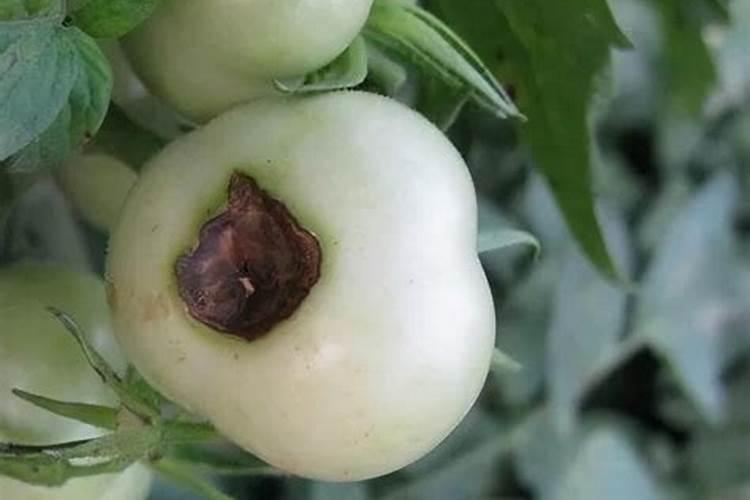 酵素农业技术:不同作物缺钙症状及酵素菌肥防治技巧