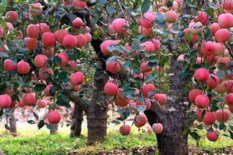 一棵树上多少复合肥？