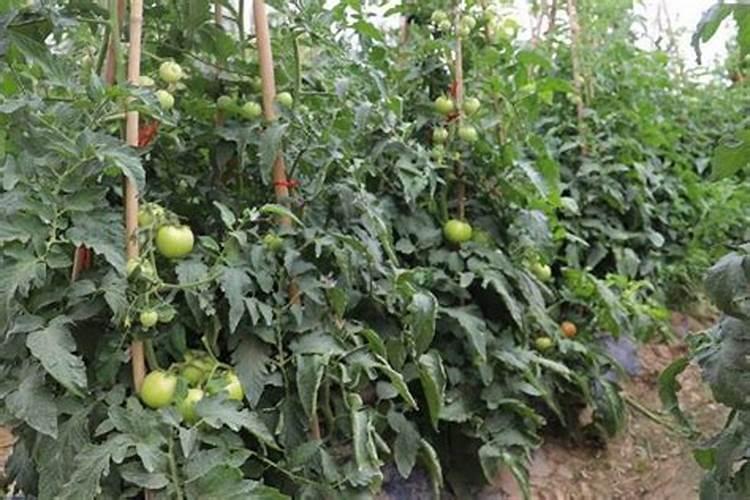 露天西红柿怎么施底肥